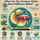 myths about halfmoon betta 80x80